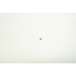STAR GOLD (SMALL)